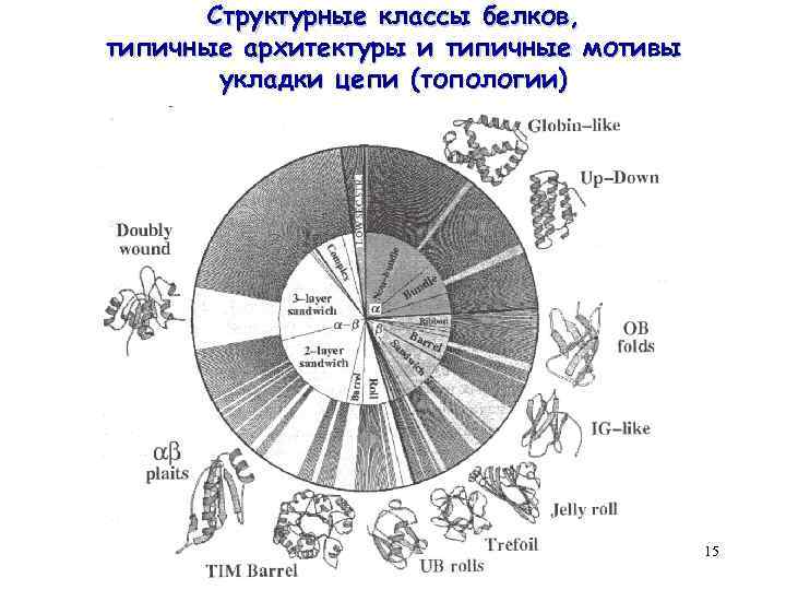 Структурные классы белков, типичные архитектуры и типичные мотивы укладки цепи (топологии) 15 