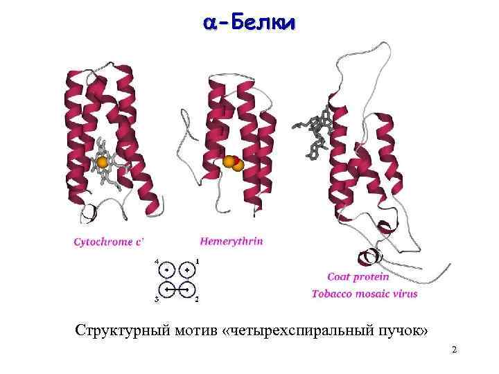  -Белки Структурный мотив «четырехспиральный пучок» 2 