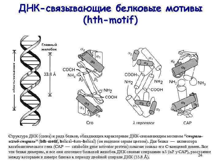 ДНК-связывающие белковые мотивы (hth-motif) Структура ДНК (слева) и ряда белков, обладающих характерным ДНК-связывающим мотивом