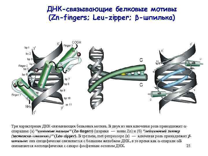 ДНК-связывающие белковые мотивы (Zn-fingers; Leu-zipper; β-шпилька) Три характерных ДНК-связывающих белковых мотива. В двух из