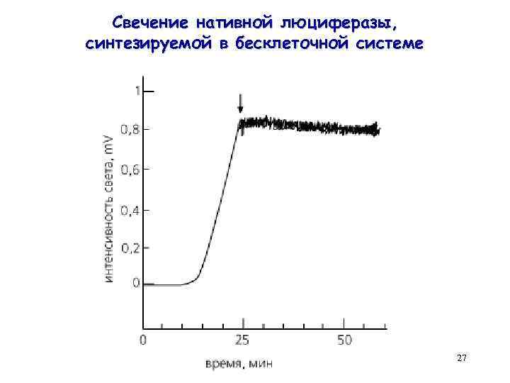 Свечение нативной люциферазы, синтезируемой в бесклеточной системе 27 