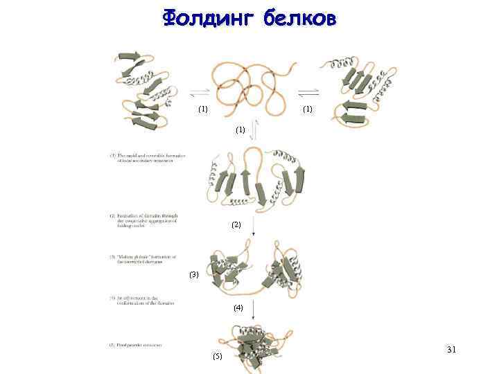 Фолдинг белков (1) (1) (2) (3) (4) (5) 31 