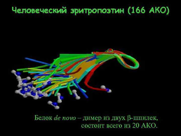 Человеческий эритропоэтин (166 АКО) Белок de novo – димер из двух β-шпилек, состоит всего