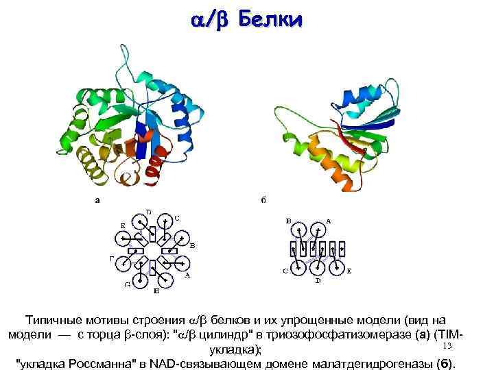  / Белки Типичные мотивы строения /β белков и их упрощенные модели (вид на