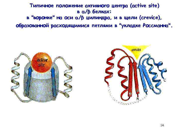 Типичное положение активного центра (active site) в /β белках: в "воронке" на оси /β