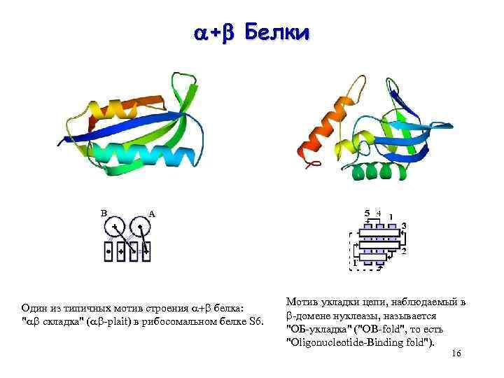  + Белки Один из типичных мотив строения + белка: " складка" ( -plait)