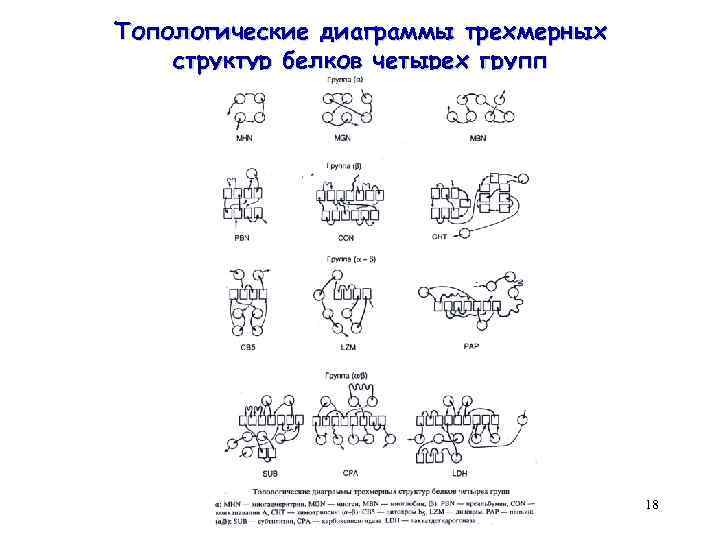 Топологические диаграммы трехмерных структур белков четырех групп 18 