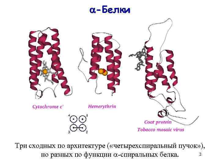  -Белки Три сходных по архитектуре ( «четырехспиральный пучок» ), 2 но разных по