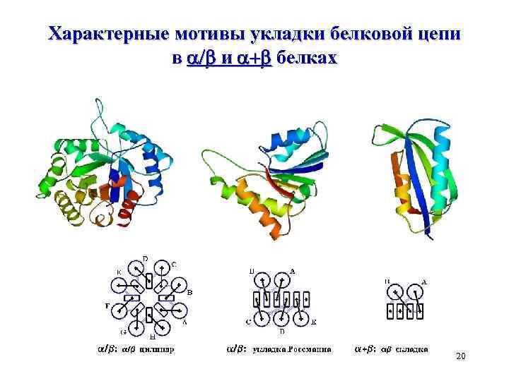 Характерные мотивы укладки белковой цепи в / и + белках 20 