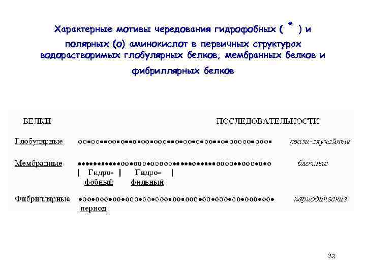 · Характерные мотивы чередования гидрофобных ( ) и полярных (о) аминокислот в первичных структурах