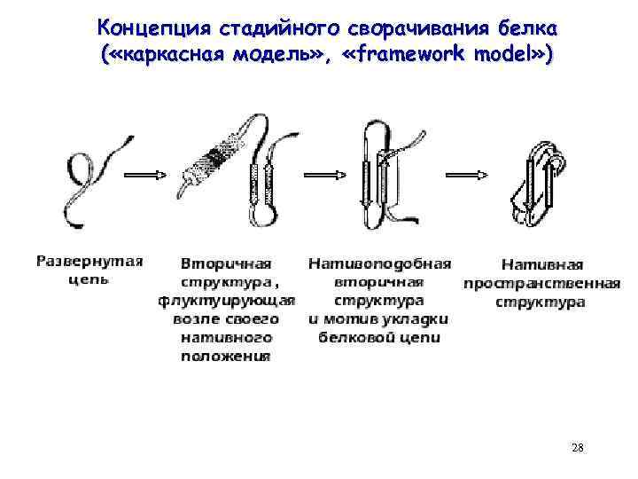 Концепция стадийного сворачивания белка ( «каркасная модель» , «framework model» ) 28 