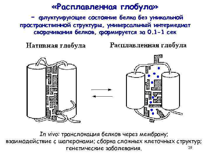 - «Расплавленная глобула» флуктуирующее состояние белка без уникальной пространственной структуры, универсальный интермедиат сворачивания белков,