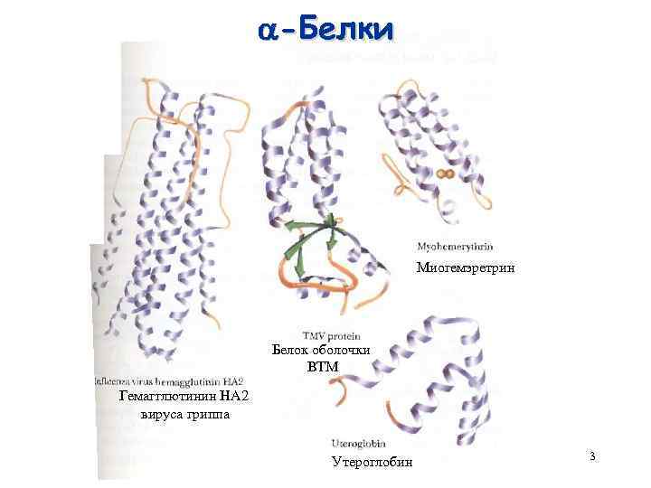  -Белки Миогемэретрин Белок оболочки ВТМ Гемагглютинин HA 2 вируса гриппа Утероглобин 3 