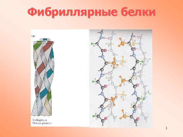 Фибриллярные белки 1 