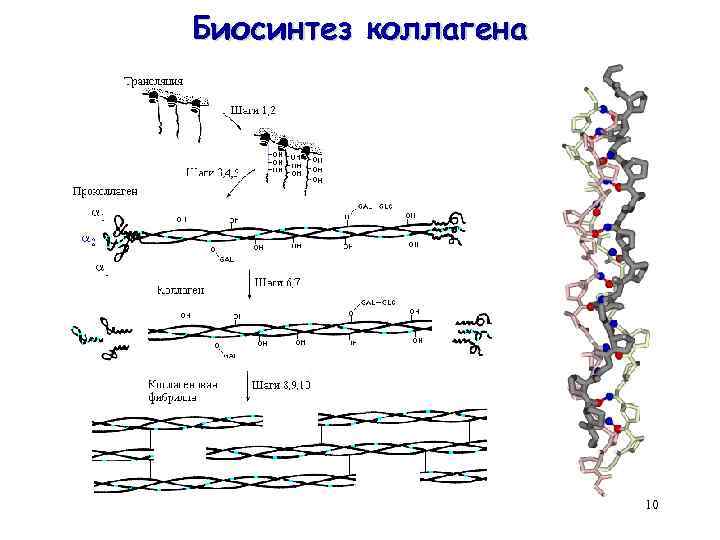 Биосинтез коллагена 10 