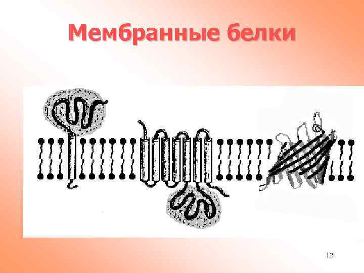Мембранные белки 12 