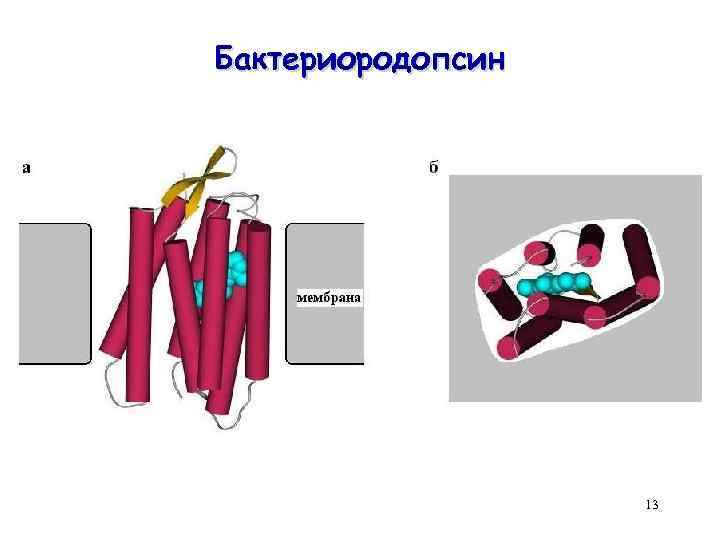 Бактериородопсин 13 