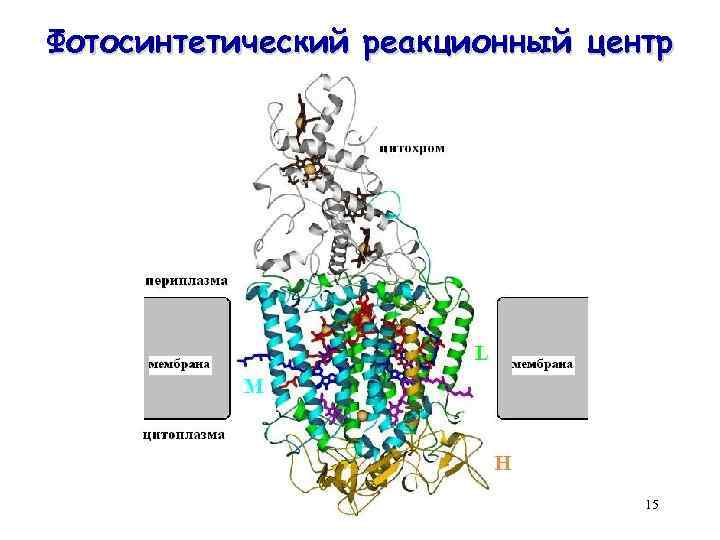 Фотосинтетический реакционный центр 15 