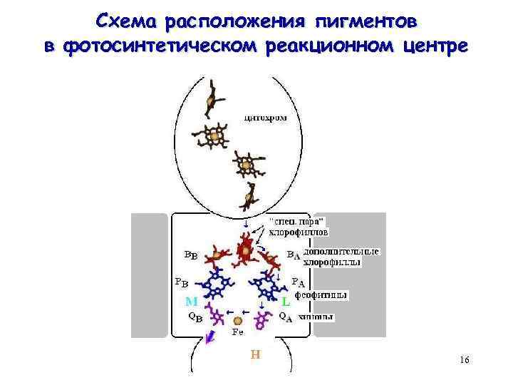 Схема расположения пигментов в фотосинтетическом реакционном центре 16 