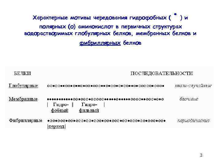 · Характерные мотивы чередования гидрофобных ( ) и полярных (о) аминокислот в первичных структурах