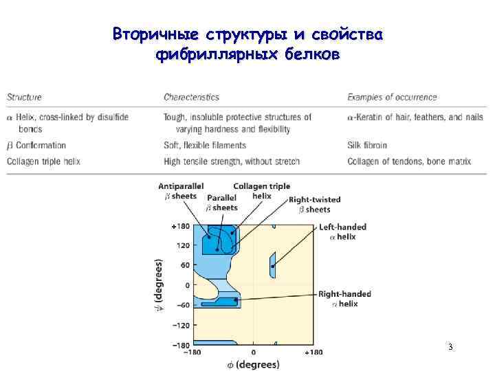 Вторичные структуры и свойства фибриллярных белков 3 