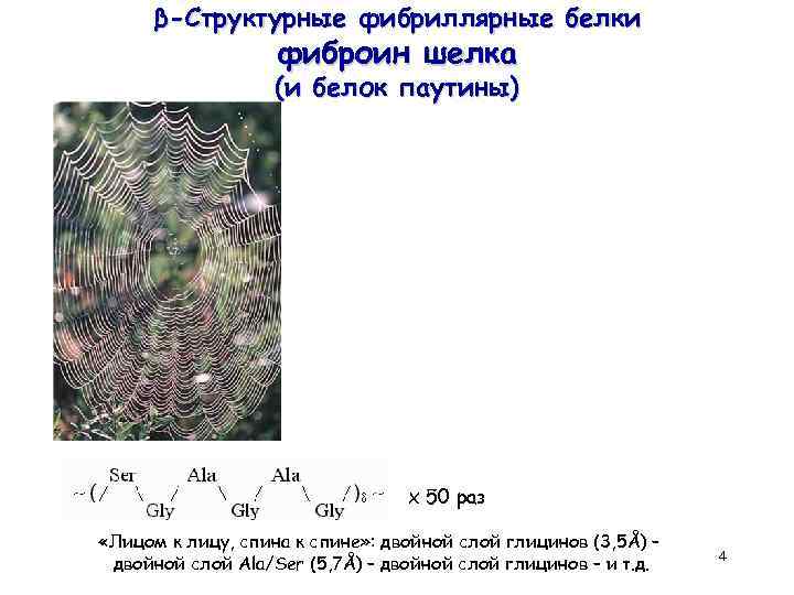 β-Структурные фибриллярные белки фиброин шелка (и белок паутины) х 50 раз «Лицом к лицу,
