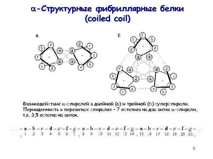  -Структурные фибриллярные белки (coiled coil) Взаимодействие -спиралей в двойной (а) и тройной (b)