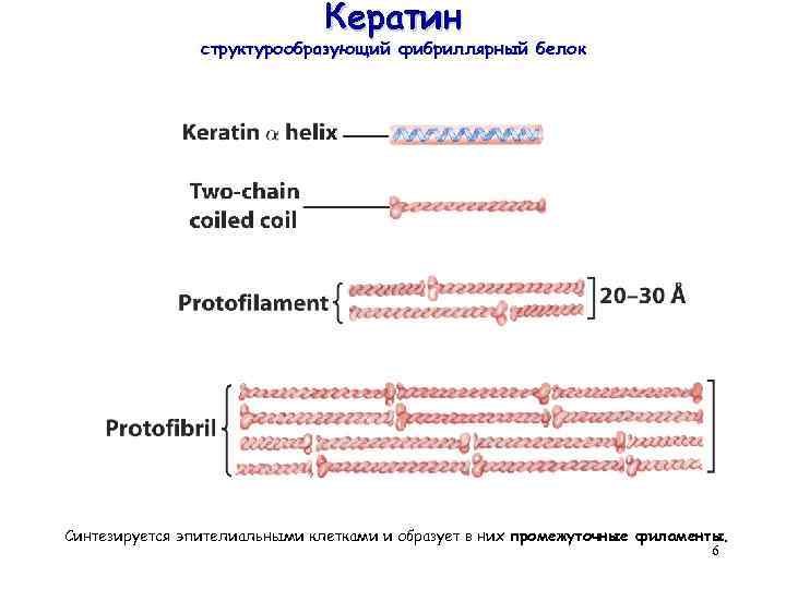 Кератин структурообразующий фибриллярный белок Синтезируется эпителиальными клетками и образует в них промежуточные филаменты. 6
