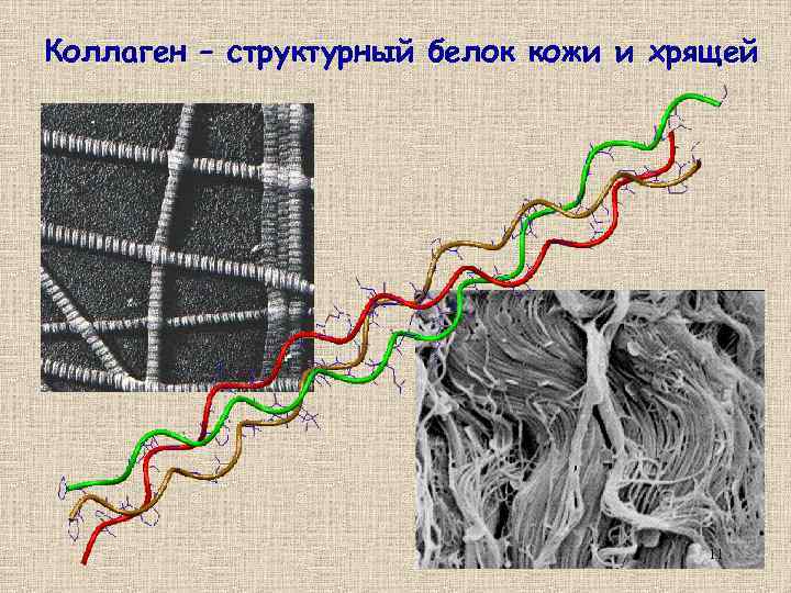 Коллаген – структурный белок кожи и хрящей 11 
