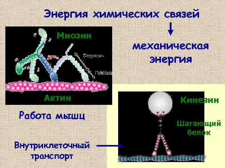 Энергия химических связей Миозин Актин Работа мышц Внутриклеточный транспорт механическая энергия Кинезин Шагающий белок