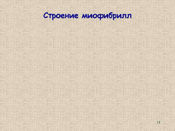 Строение миофибрилл 15 