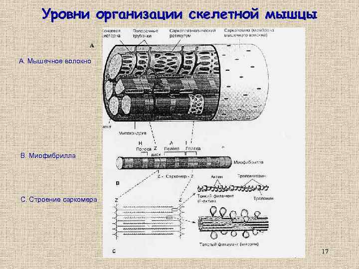 Уровни организации скелетной мышцы А А. Мышечное волокно B. Миофибрилла С. Строение саркомера 17