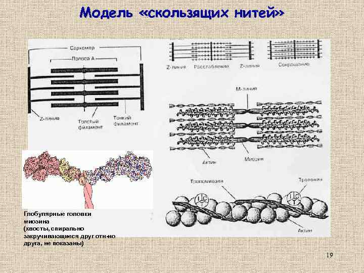 Модель «скользящих нитей» Глобулярные головки миозина (хвосты, спирально закручивающиеся друг отн-но друга, не показаны)