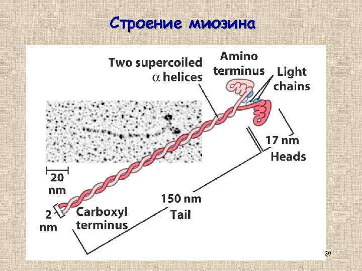 Строение миозина 20 