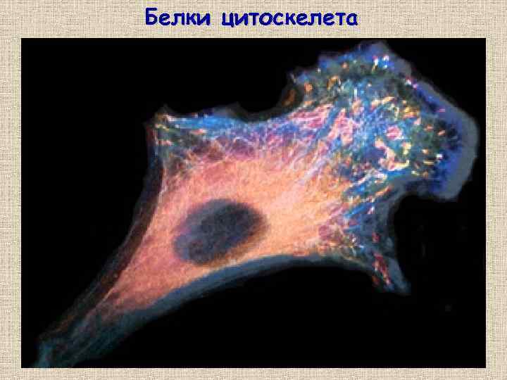 Белки цитоскелета 27 