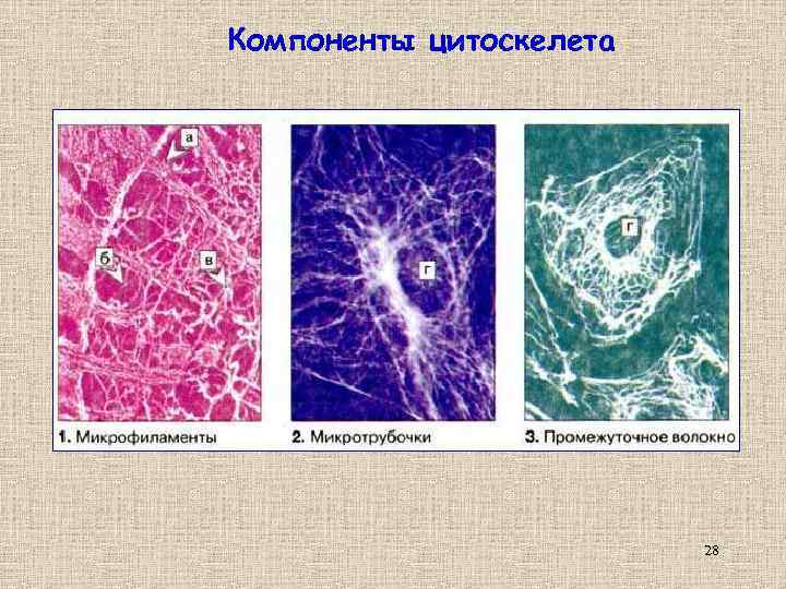 Компоненты цитоскелета 28 