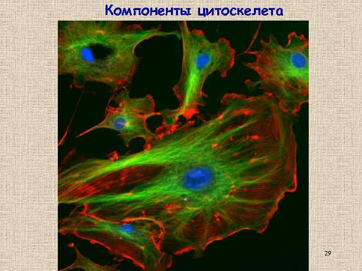 Компоненты цитоскелета 29 