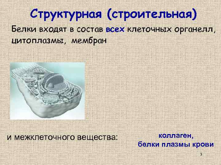 Структурная (строительная) Белки входят в состав всех клеточных органелл, цитоплазмы, мембран и межклеточного вещества:
