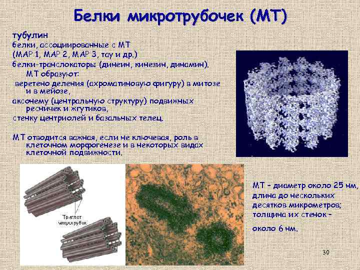 Белки микротрубочек (МТ) тубулин белки, ассоциированные с МТ (МАР 1, МАР 2, МАР 3,