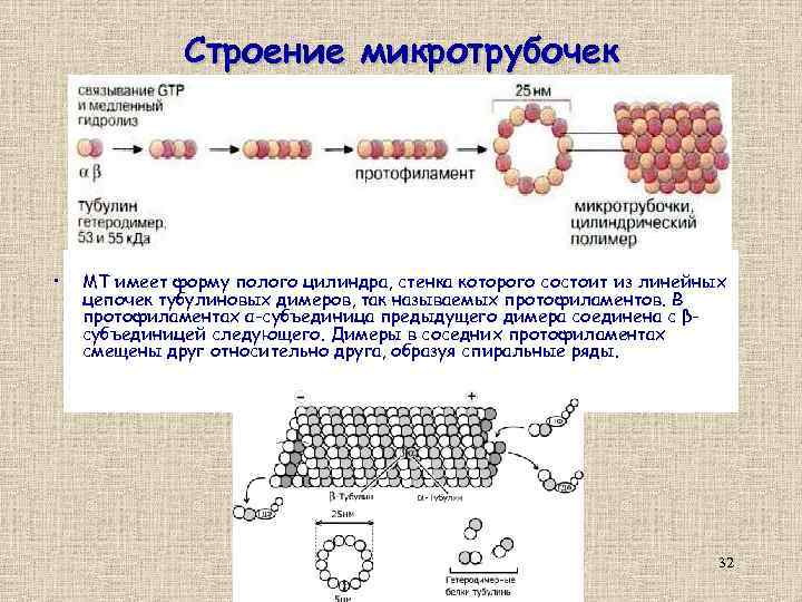 Строение микротрубочек • МТ имеет форму полого цилиндра, стенка которого состоит из линейных цепочек