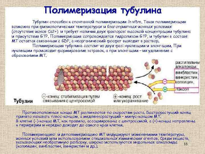 Полимеризация тубулина Тубулин способен к спонтанной полимеризации in vitro. Такая полимеризация возможна при физиологических