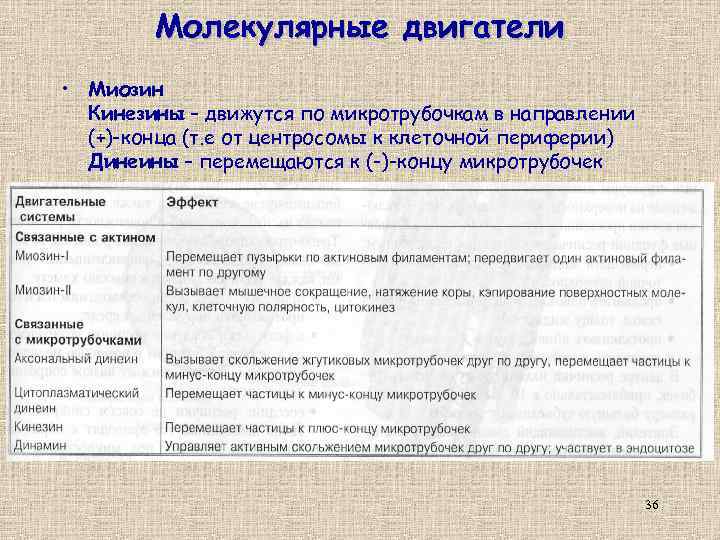 Молекулярные двигатели • Миозин Кинезины – движутся по микротрубочкам в направлении (+)-конца (т. е