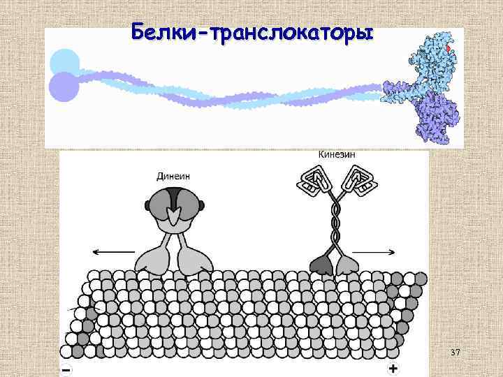 Белки-транслокаторы 37 