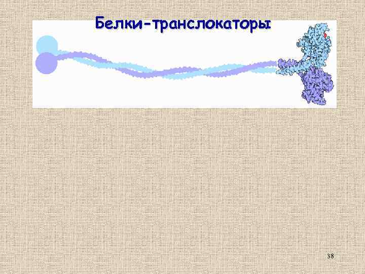 Белки-транслокаторы 38 