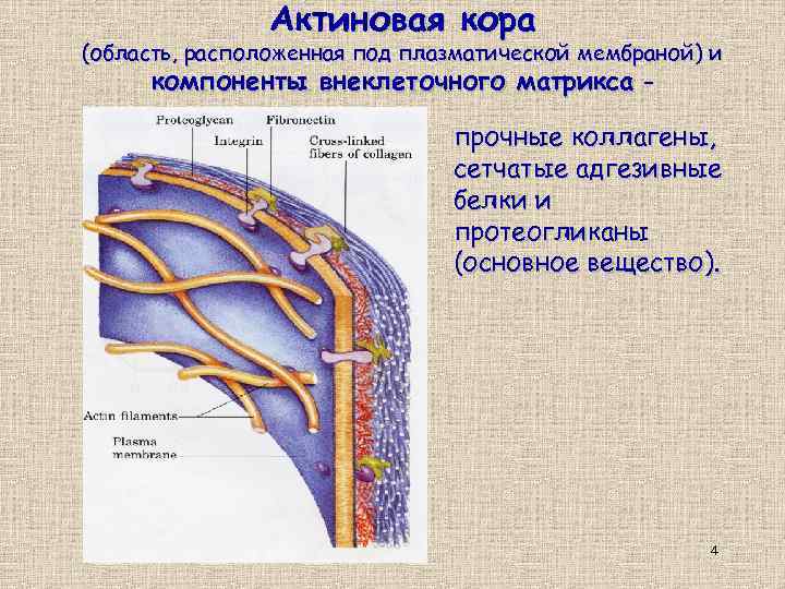 Актиновая кора (область, расположенная под плазматической мембраной) и компоненты внеклеточного матрикса – прочные коллагены,