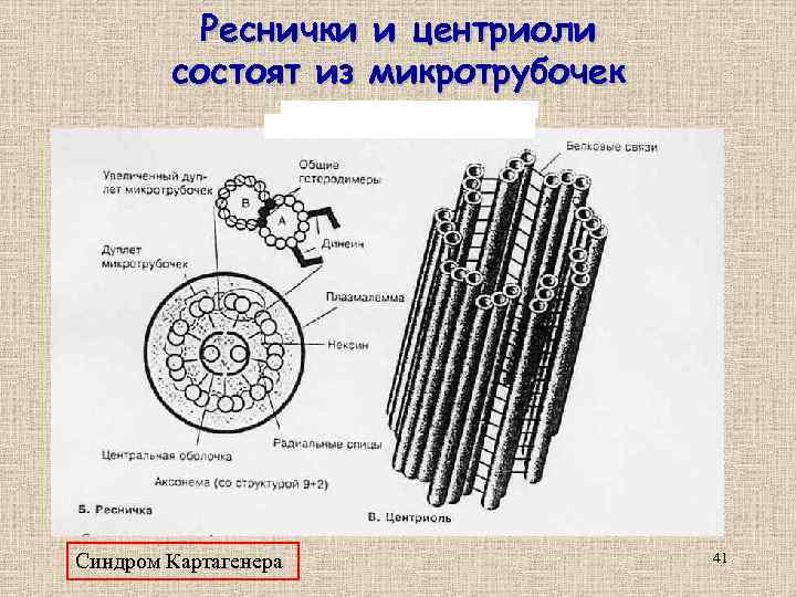 Реснички и центриоли состоят из микротрубочек • • • Кинезин из мозга крупного рогатого