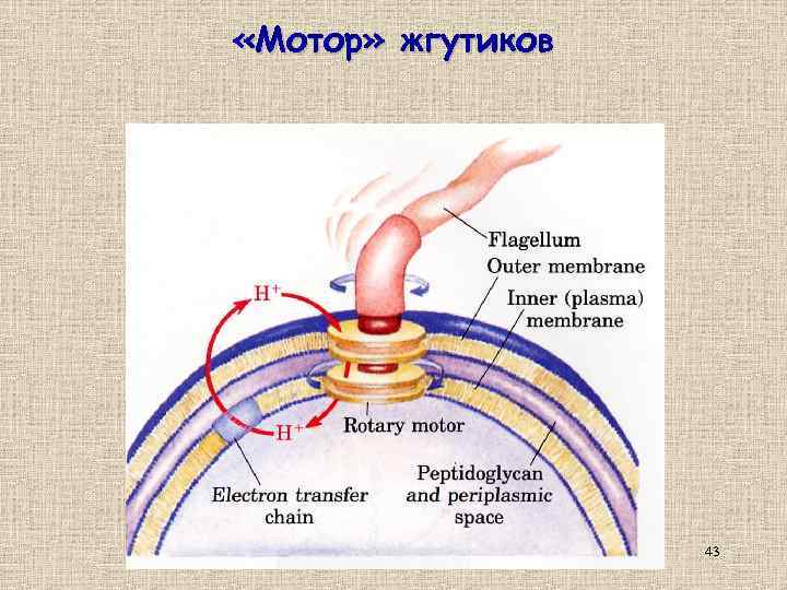  «Мотор» жгутиков 43 