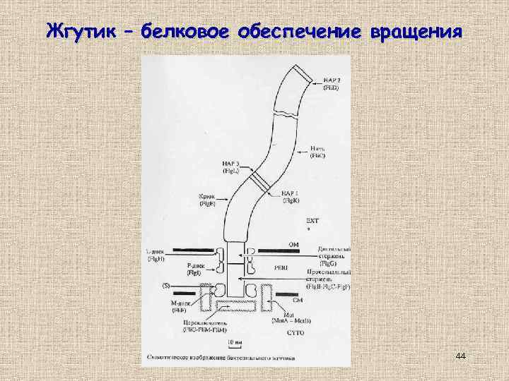 Жгутик – белковое обеспечение вращения 44 