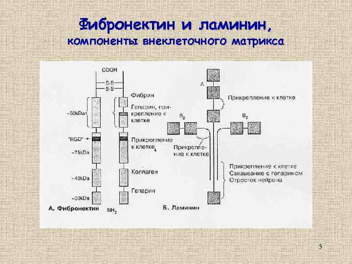 Фибронектин и ламинин, компоненты внеклеточного матрикса 5 