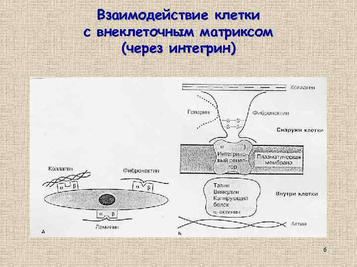 Взаимодействие клетки с внеклеточным матриксом (через интегрин) 6 